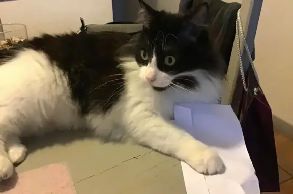 Animaux perdus , photo: Chat noir et blanc perdu à Sault-de-Navailles