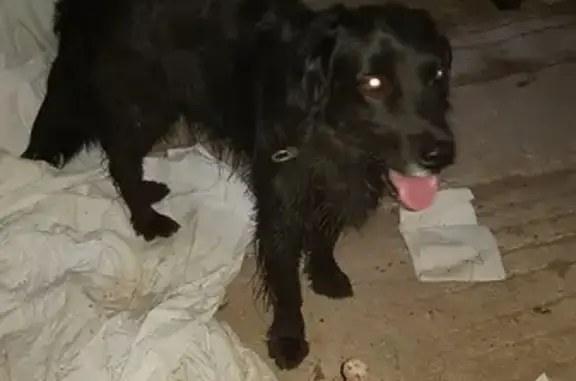 Deux chiens noirs trouvés au Beugnon - photo
