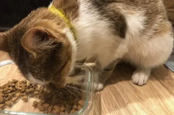 Chat trouvé Ussel, photo: Chatte tricolore trouvée à Ussel, collier jaune