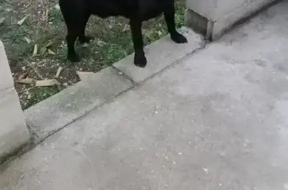 Jeune labrador mâle trouvé à Blaymont - photo