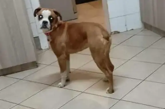 Lost Boxer: Brown & White in Bloemfontein