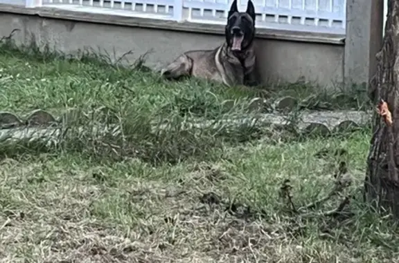 Animaux perdus , photo: Malinois mâle disparu à Linazay : Pako
