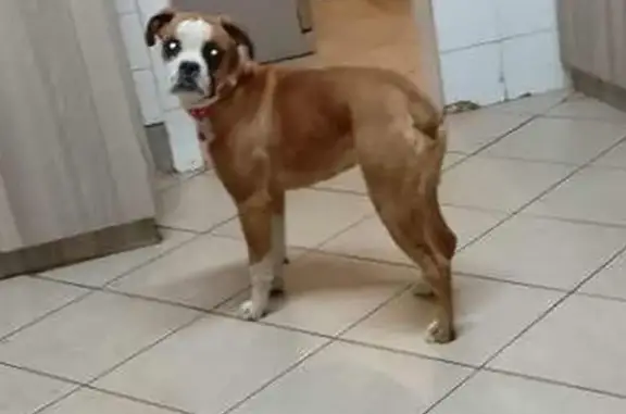 Lost Brown & White Boxer in Bloemfontein