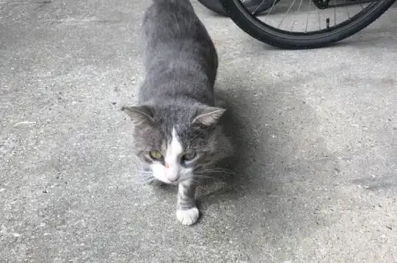 Chat sans puce trouvé à Rouen, très gentil - photo