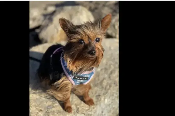 Lost Small Black & Orange Dog on Edbrooke Ave