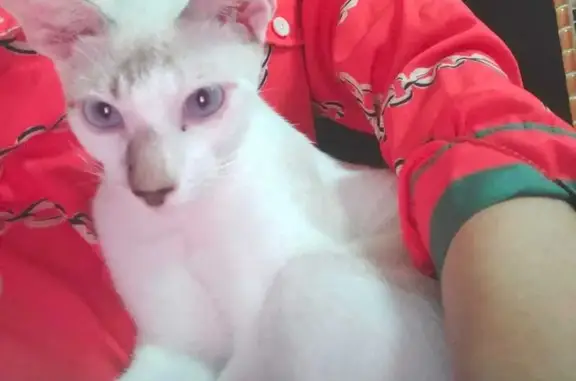 Lost Siamese Cat in Ang Mo Kio Ave 5