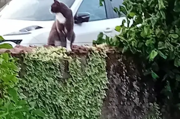 Chat européen gris perdu à Pagney - photo