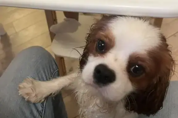Jeune Cavalier King Charles trouvé à Mougins - photo