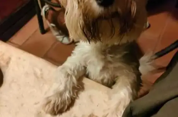 Chien trouvé La Motte, photo: Petit Bichon croisé trouvé à La Motte