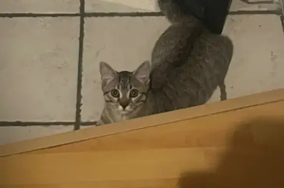 Jeune chat tigré gris trouvé à Durtol - photo