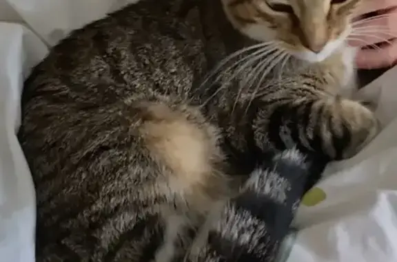 Chat perdu, Paris, photo: Chat Européen 18 mois disparu à Paris