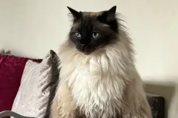 Missing Ragdoll Cat: Reward Offered