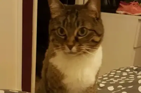 Animaux perdus Saran, photo: Chatte de 13 ans disparue à Saran