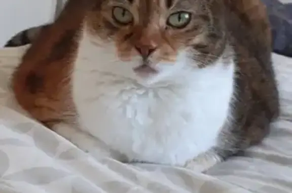 Chat roux perdu à La Bastide l'Évêque - photo