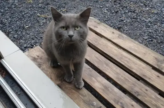 Chat gris trouvé, très docile, Rue Jean Jaurès - photo