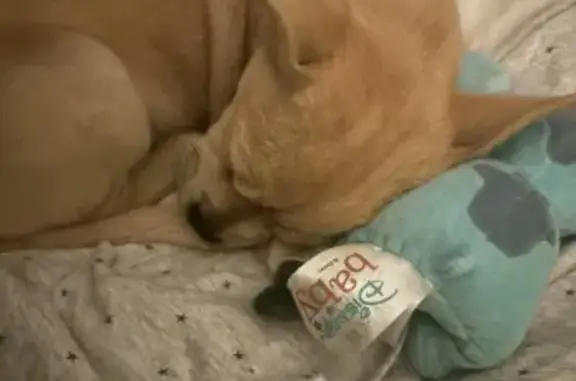 Chien perdu , photo : Chien Blue, 4 mois, disparu à Daignac