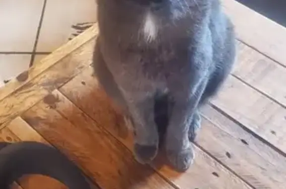 Chat perdu, , photo: Chat perdu : Réglisse, gris foncé, tache blanche