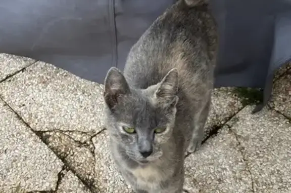Animaux trouvés Montchanin, photo: Chat sociable et câlin trouvé à Montchanin