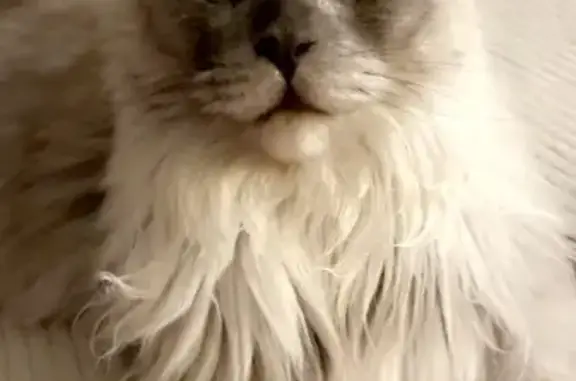 Chat perdu, Contamine-sur-Arve, photo: Chatte Maine Coon perdue, Route de la Barque