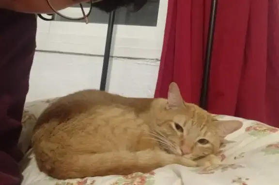 ¡Perdido! Gato naranja con cola blanca en San Juan