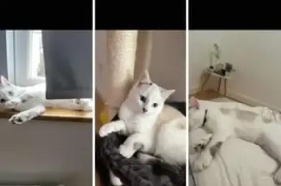 Chat perdu, mâle beige tacheté, 1 an, peureux - photo