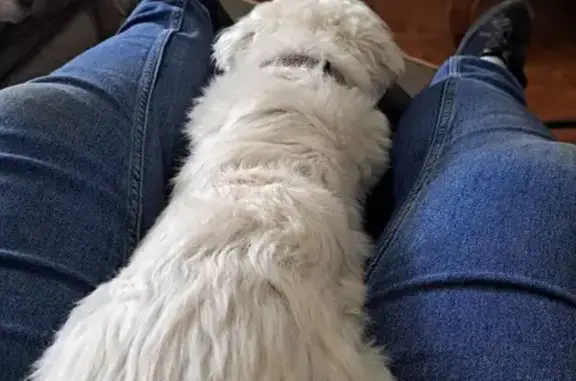 Chien perdu: femelle Coton de Tuléar blanc - photo