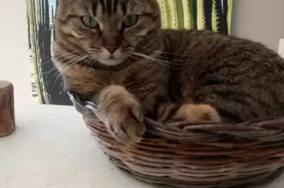 Animaux perdus Genech, photo: Chat perdu à Genech : Aidez à retrouver Nala