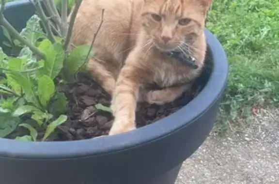 Chat perdu, , photo: Chat roux Tiroux perdu près de Roset-Fluans