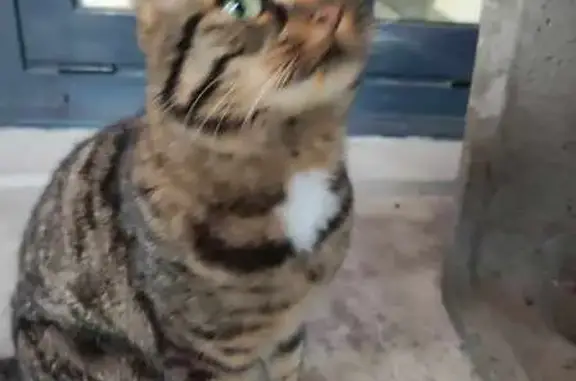 Chat trouvé , photo: Chat tigré trouvé, gentil, Rue Neuve 1