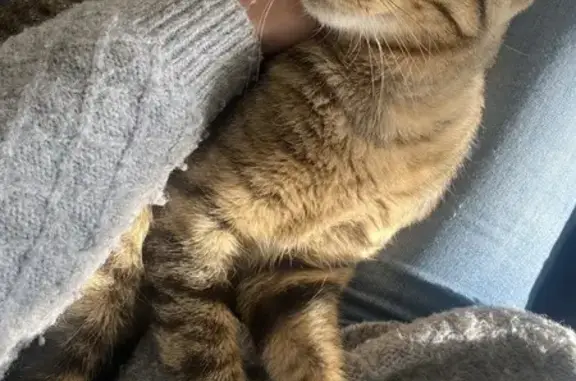 Chat perdu, , photo: Chat perdu ce matin à Ambilly, Rue des Écoles