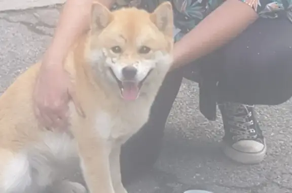 Shiba Inu mâle trouvé à Marseille 13011 - photo