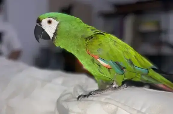 Pájaro Perdido: Verde, Azul y Rojo en Gabia Grande