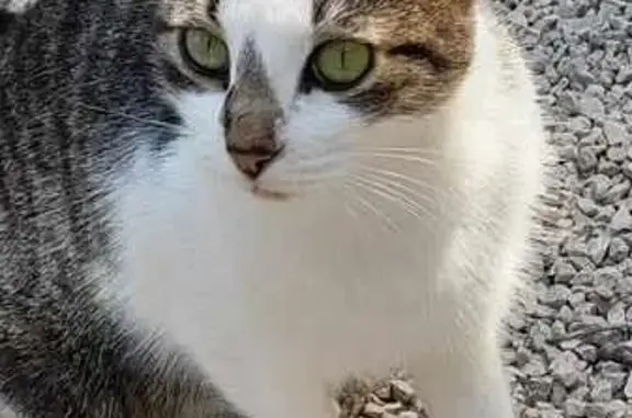Chat tricolore trouvé affamé à Trets - photo