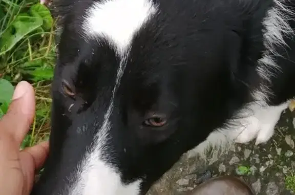 Animaux trouvés , photo: Chien trouvé entre La Faye et Pun Pun