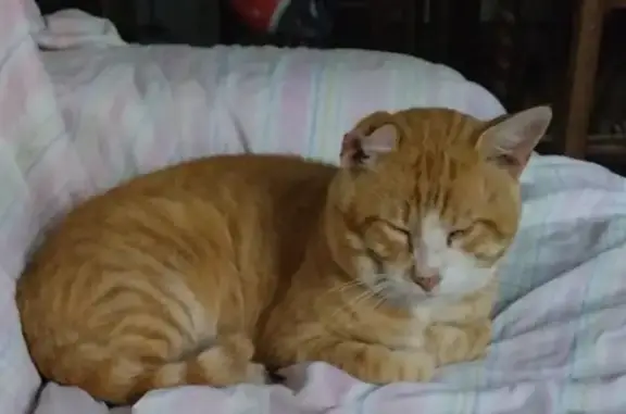Chat perdu à Périgueux : Simba, 5 ans, oreille manquante - photo
