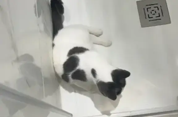 Animaux perdus Languidic, photo: Chatte curieuse disparue à Languidic