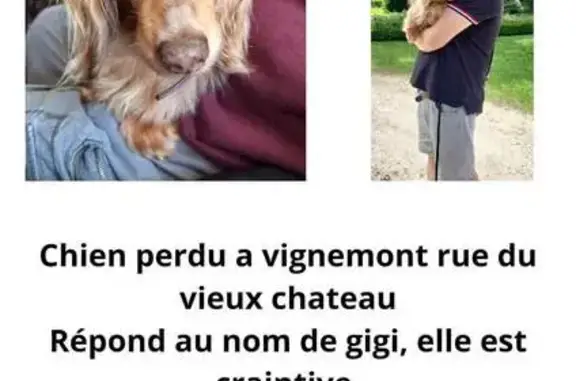 Chien perdu , photo : Teckel Arlequin Disparu à Vignemont