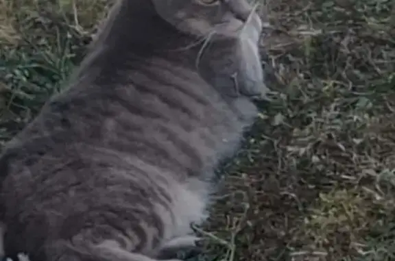 Chat perdu, , photo: Chat perdu : Tigrou, gris, 3 ans, Rue Lavandes