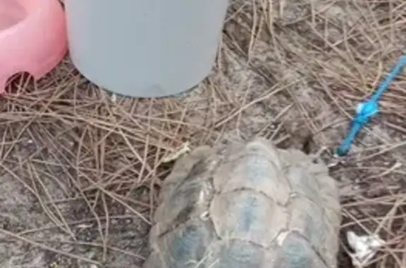 Animaux perdus Nouvelle-Aquitaine, photo: Perdu: Oiseau et Tortue à Saint-Pierre-d'Oléron