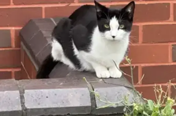 Missing Cat: Black & White, Blagdon St, 11