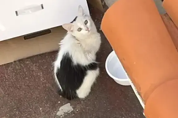 Gata Joven Perdida: Blanca con Manchas Negras