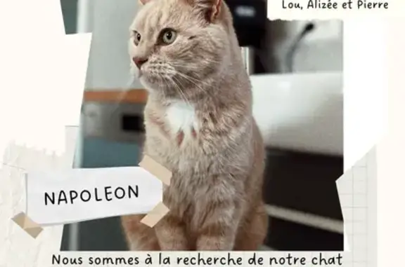 Chat européen mâle sable disparu à Longues - photo