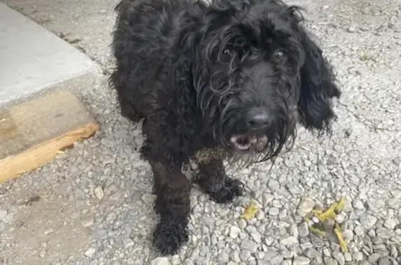 Chien trouvé , photo: Chienne trouvée sans collier à Grougis