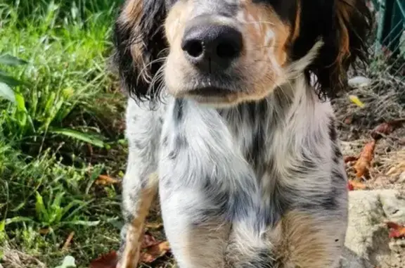 Chien trouvé : Jeune setter anglais à Mauriac - photo