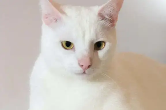 Chat perdu : Tango, mâle 2 ans, collier rouge - photo