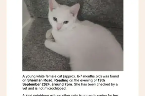 Found: Young All-White Female Cat on Sherman Rd