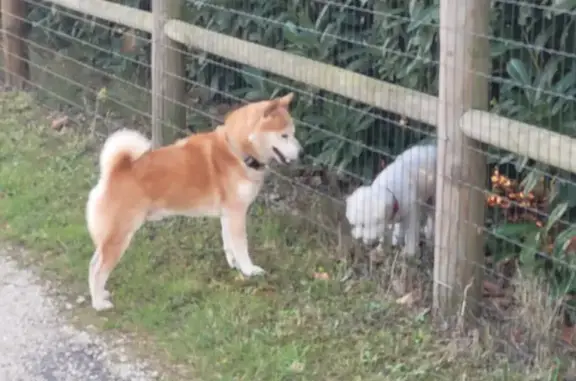 Chien Shiba fugueur aperçu près des Aurées - photo
