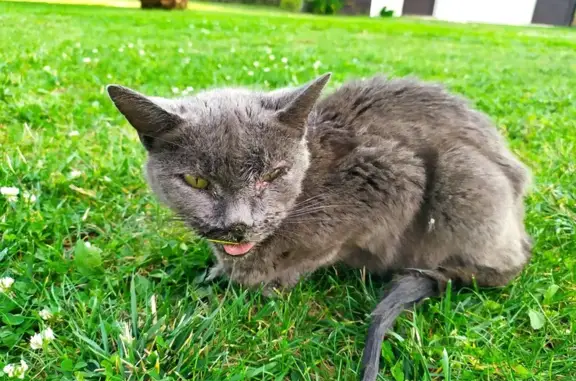 Petite chatte grise trouvée à Loire-Authion - photo