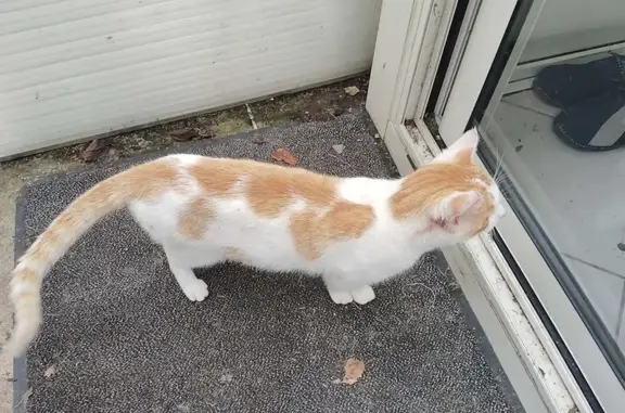 Chat roux et blanc trouvé Rue du Lt Petit - photo