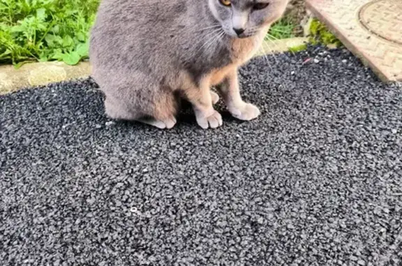 Chat gris trouvé Allée François Vayva, St-Malo - photo